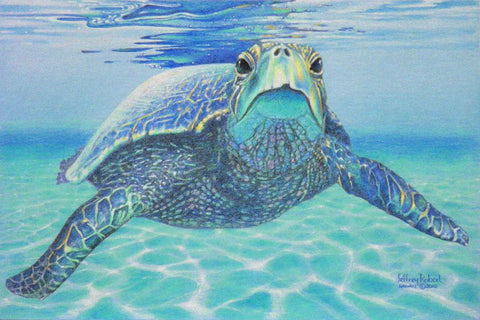 HONU BABY